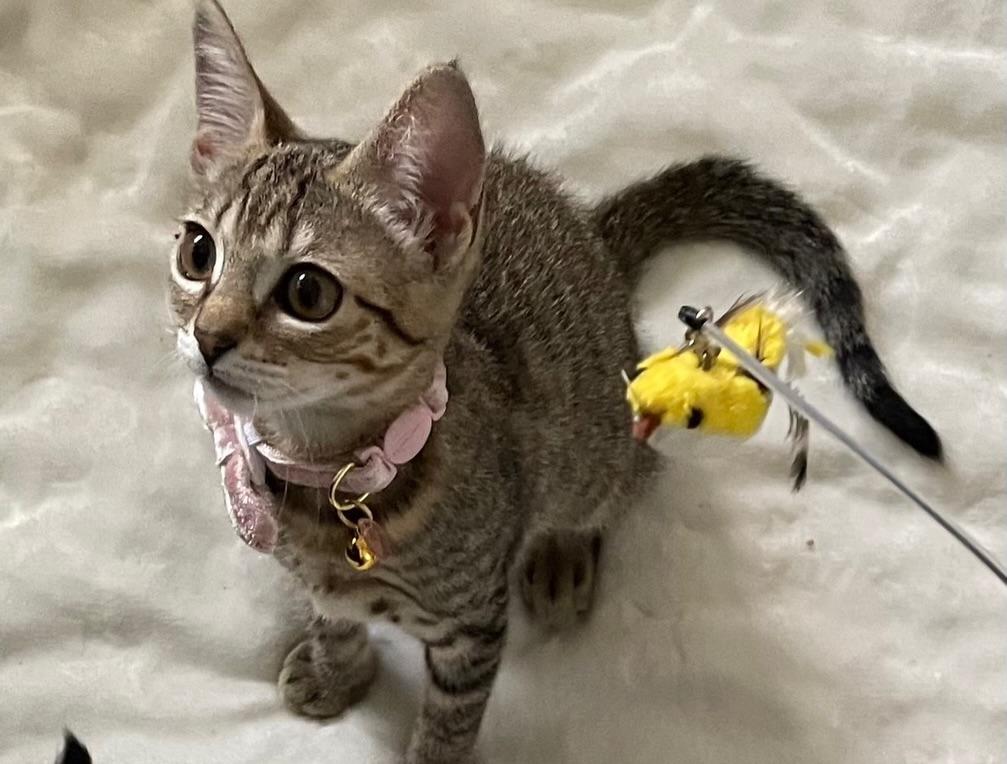 Enlarge Misty, an adopted Domestic Short Hair in Honolulu, HI image 3/5