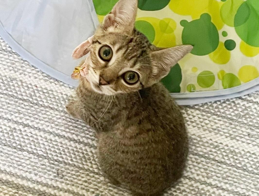 Enlarge Misty, an adopted Domestic Short Hair in Honolulu, HI image 4/5