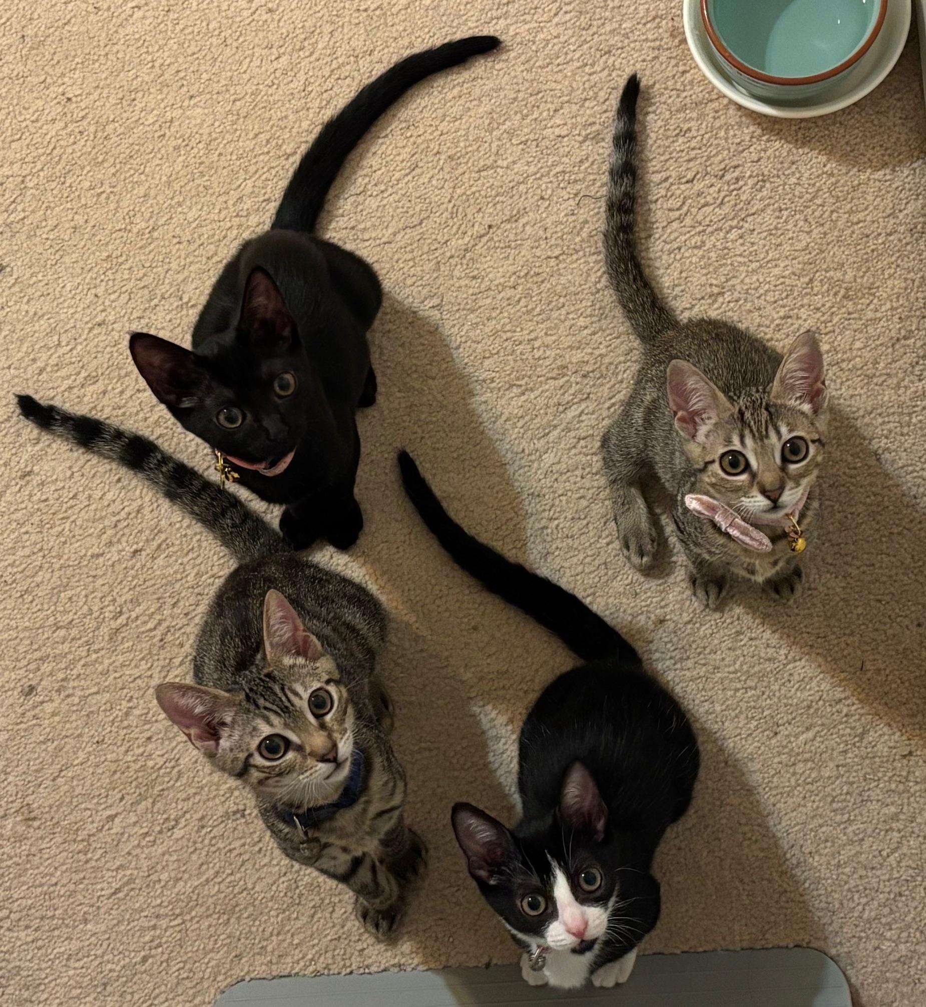 Enlarge Misty, an adopted Domestic Short Hair in Honolulu, HI image 5/5