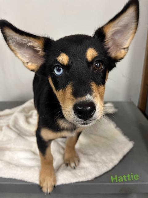 Enlarge Hattie, a Adoptable mixed breed in Archbold , OH image 1/1