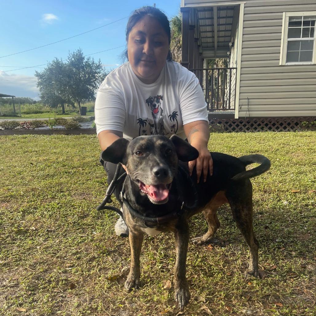 NAVAEH, Adoptable, Adult Female Mountain Cur & Mixed Breed.