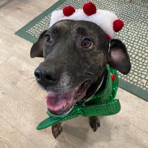 NAVAEH, Adoptable, Adult Female Mountain Cur & Mixed Breed.