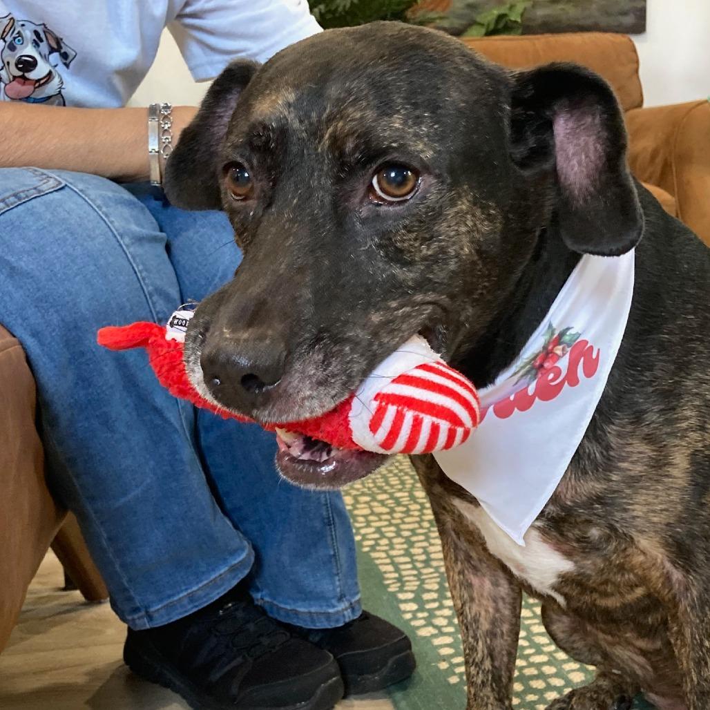 Enlarge NAVAEH, a Adoptable mixed breed in Indiantown, FL image 3/3