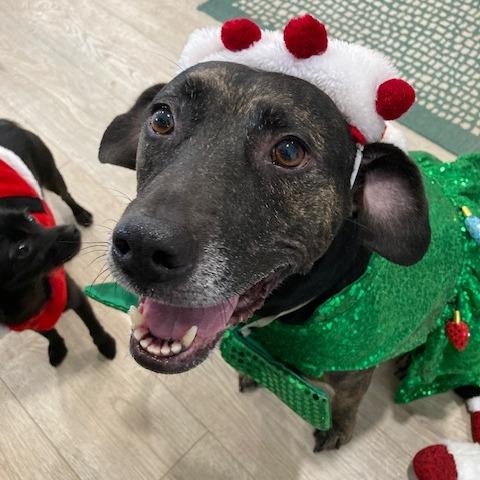 NAVAEH (567), Adoptable, Adult Female Mountain Cur & Mixed Breed.