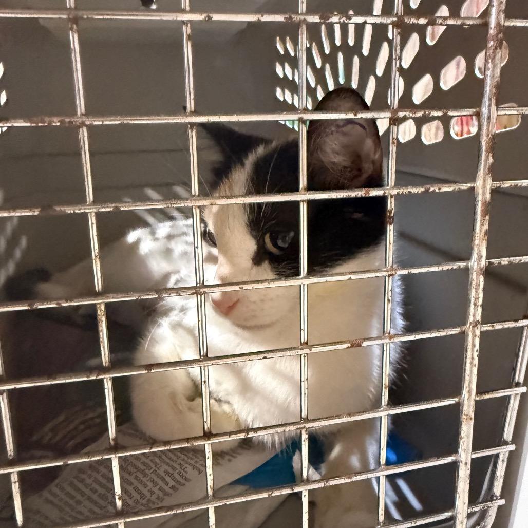 Daisy, Adoptable, Young Female Domestic Short Hair.