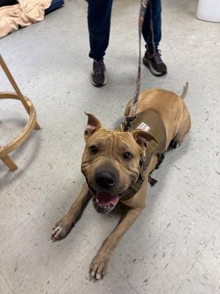 Cooper, ADOPTABLE, Young Male Pit Bull Terrier & American Staffordshire Terrier.