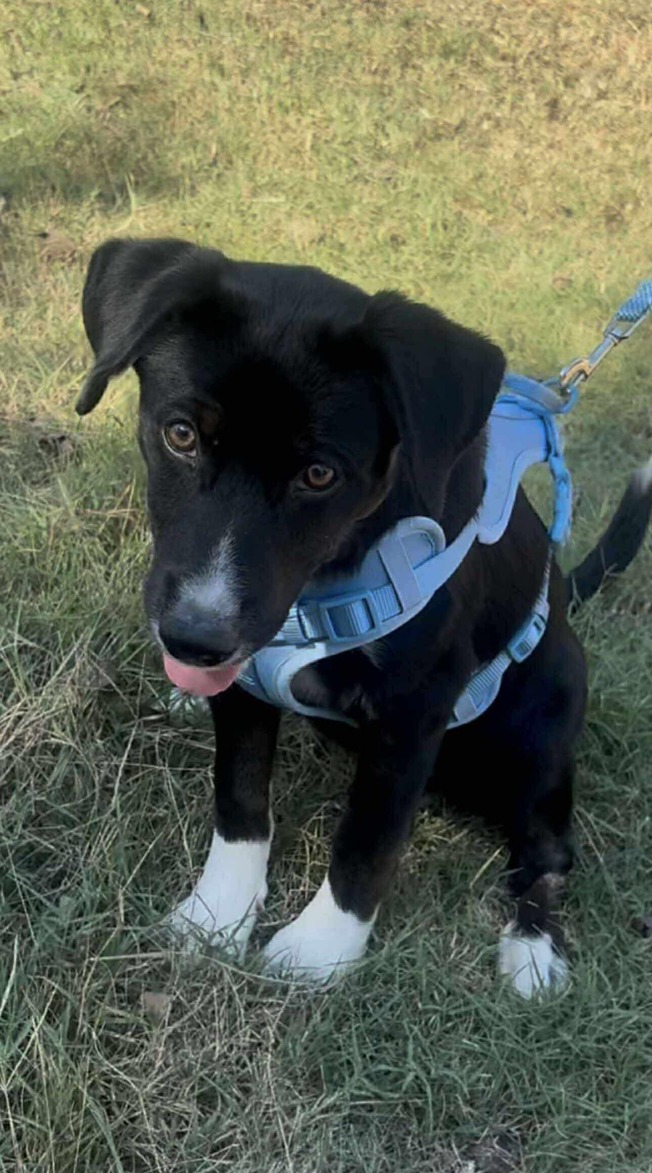 Blackie (Tyler Puppies)