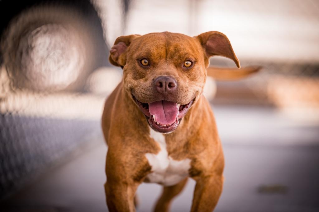 Enlarge Cappuccino, a Adoptable mixed breed in Twentynine Palms, CA image 1/6