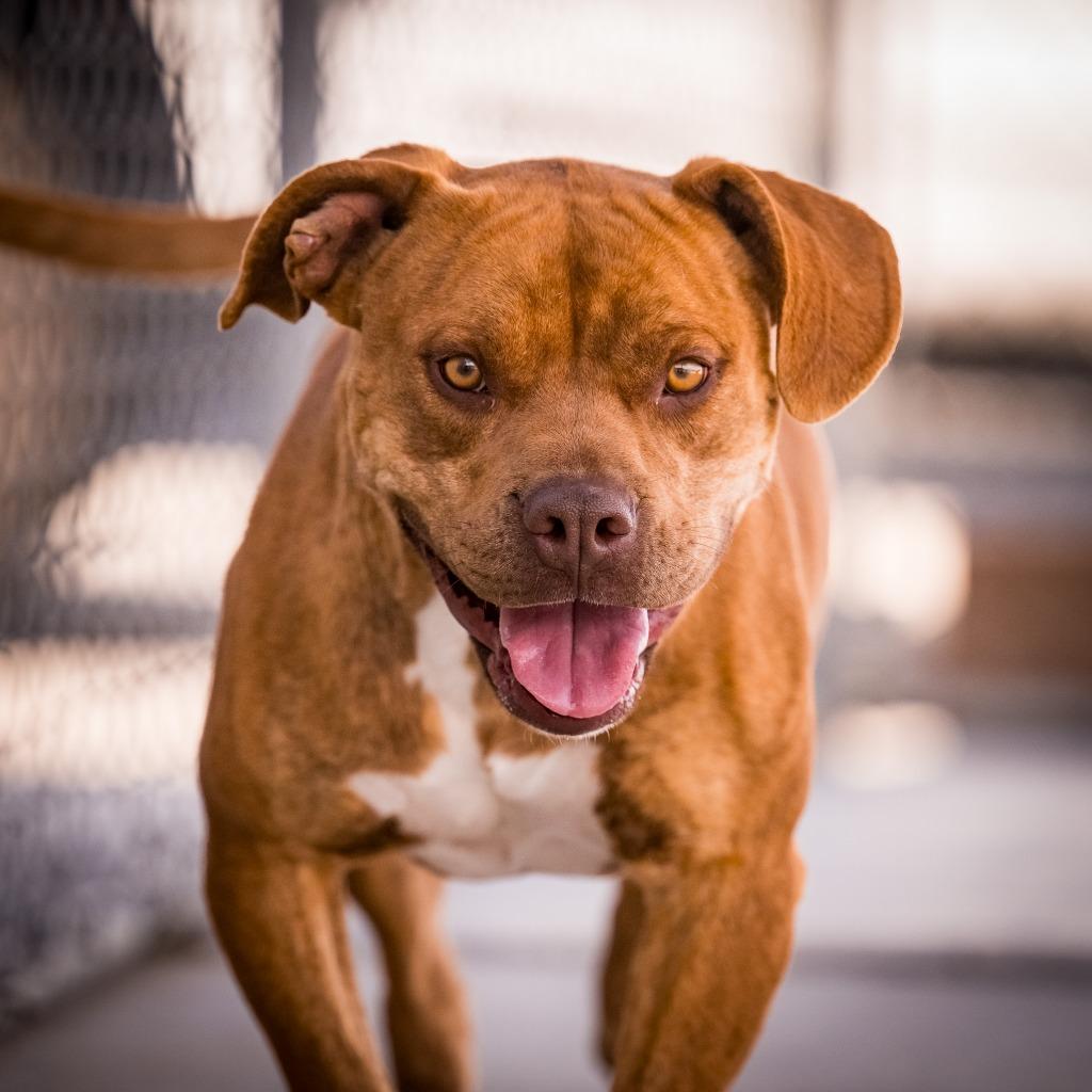 Enlarge Cappuccino, a Adoptable mixed breed in Twentynine Palms, CA image 2/6