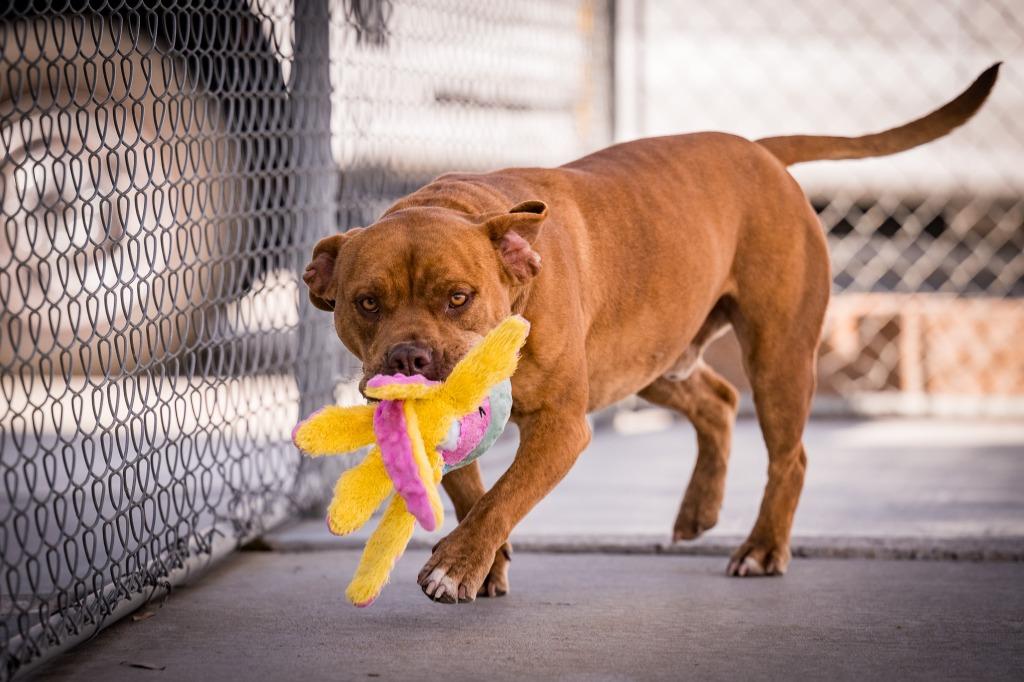 Enlarge Cappuccino, a Adoptable mixed breed in Twentynine Palms, CA image 3/6