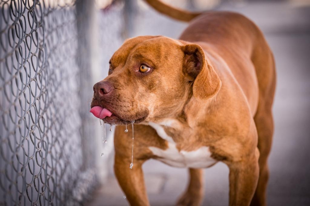 Cappuccino, Adoptable, Adult Male Pit Bull Terrier.