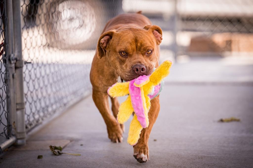 Enlarge Cappuccino, a Adoptable mixed breed in Twentynine Palms, CA image 5/6