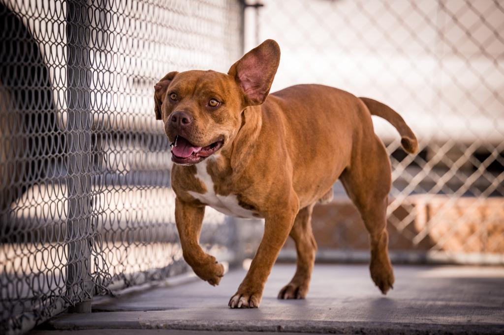 Enlarge Cappuccino, a Adoptable mixed breed in Twentynine Palms, CA image 6/6