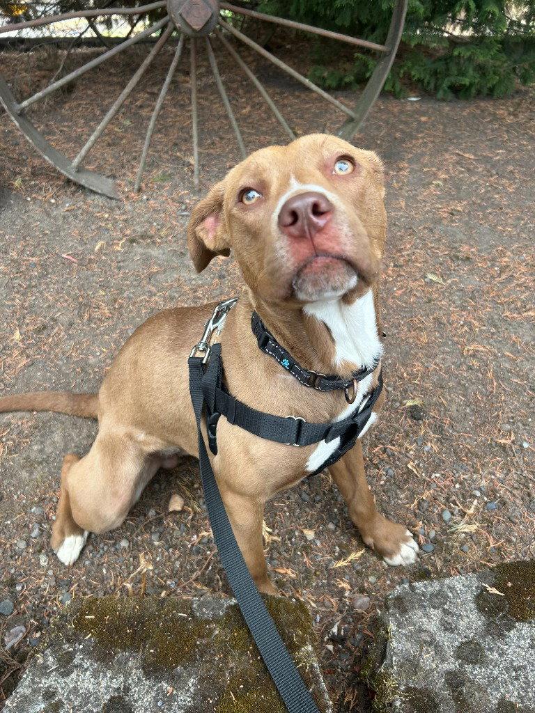 Puckett, Adoptable, Young Female Terrier.