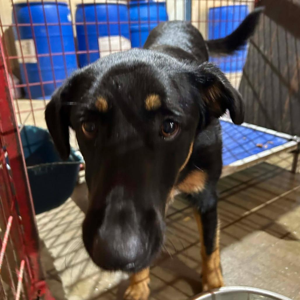 Enlarge Chance, a Adoptable German Shepherd Dog in Madill, OK image 1/1