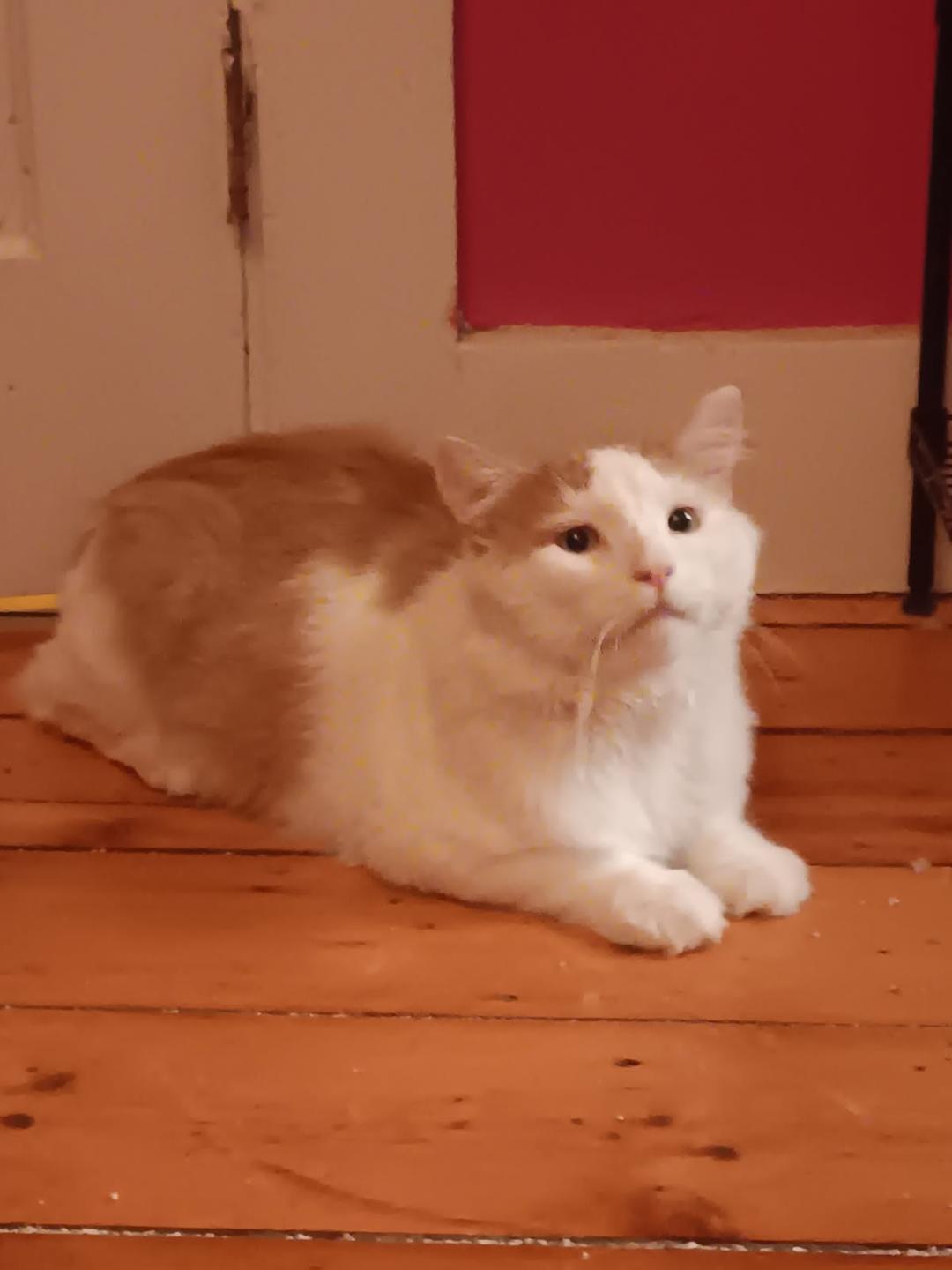 Pumpkin, adoptable, Young Male Domestic Medium Hair.