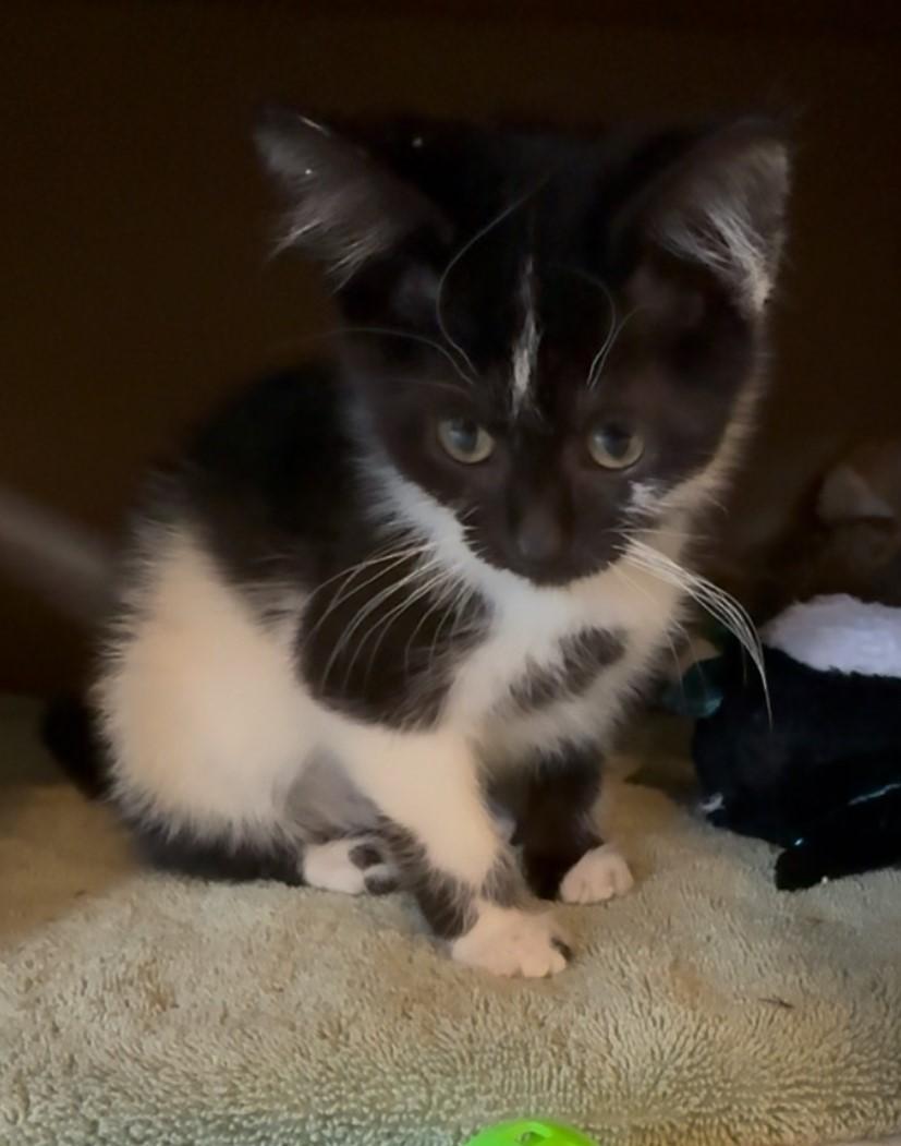 Stormy, an adoptable Domestic Short Hair in Butte, MT, 59701 | Photo Image 3