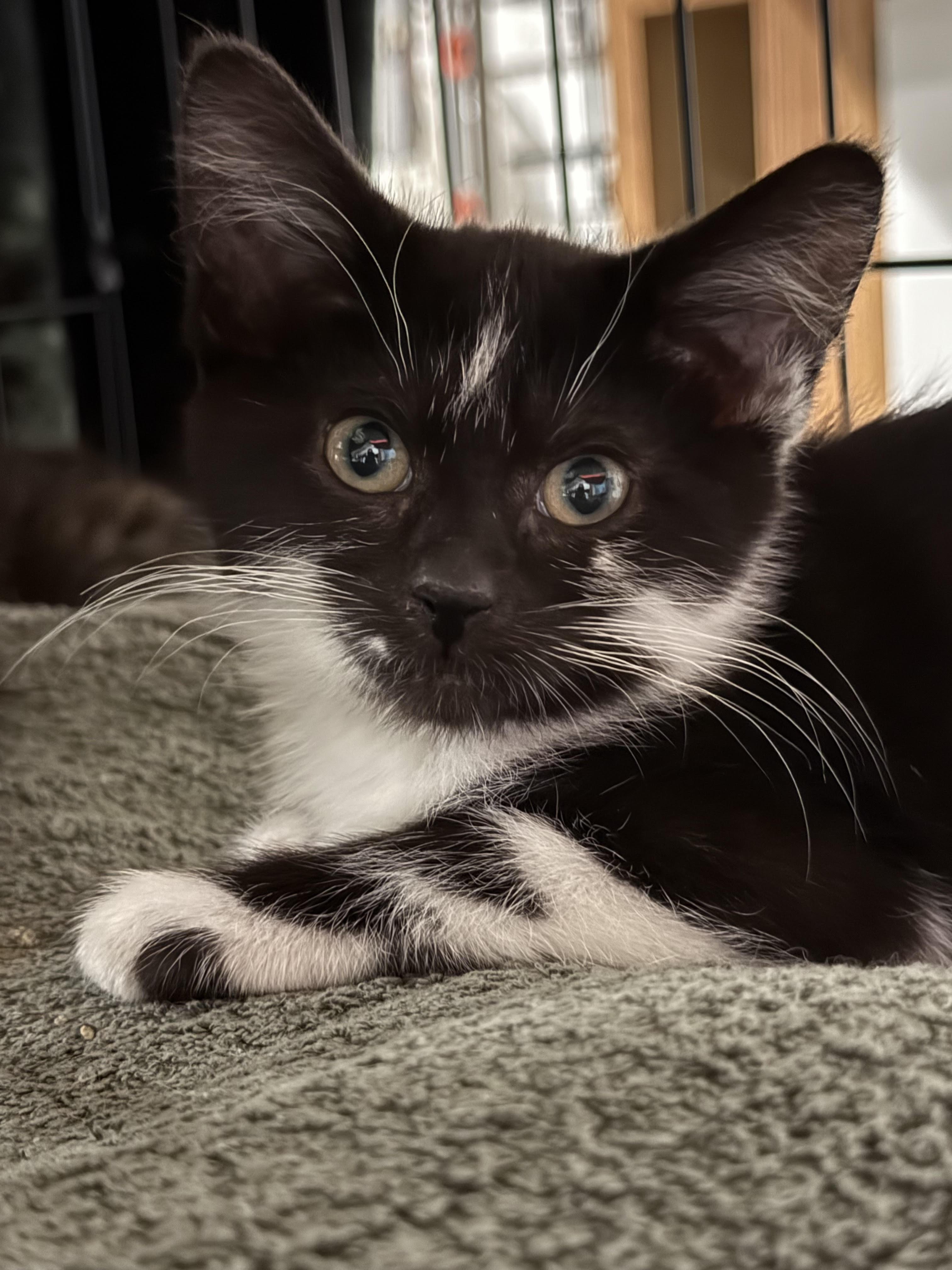 Stormy, an adoptable Domestic Short Hair in Butte, MT, 59701 | Photo Image 2