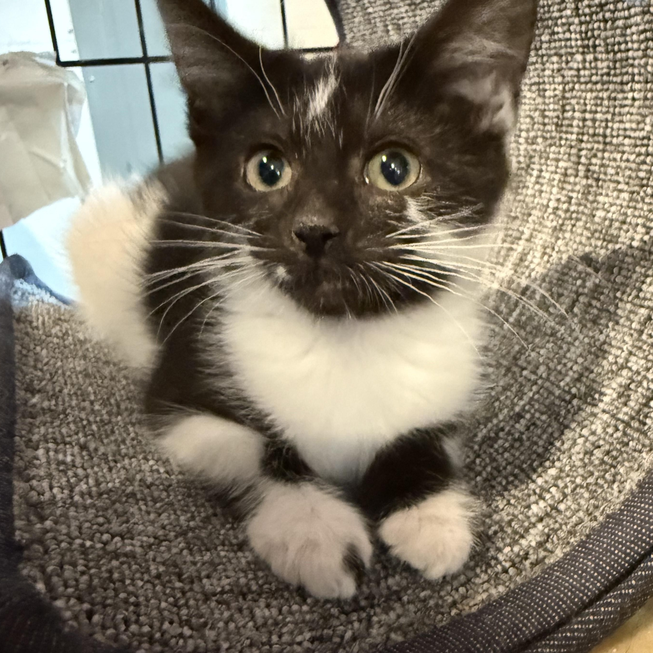 Stormy, an adoptable Domestic Short Hair in Butte, MT, 59701 | Photo Image 1