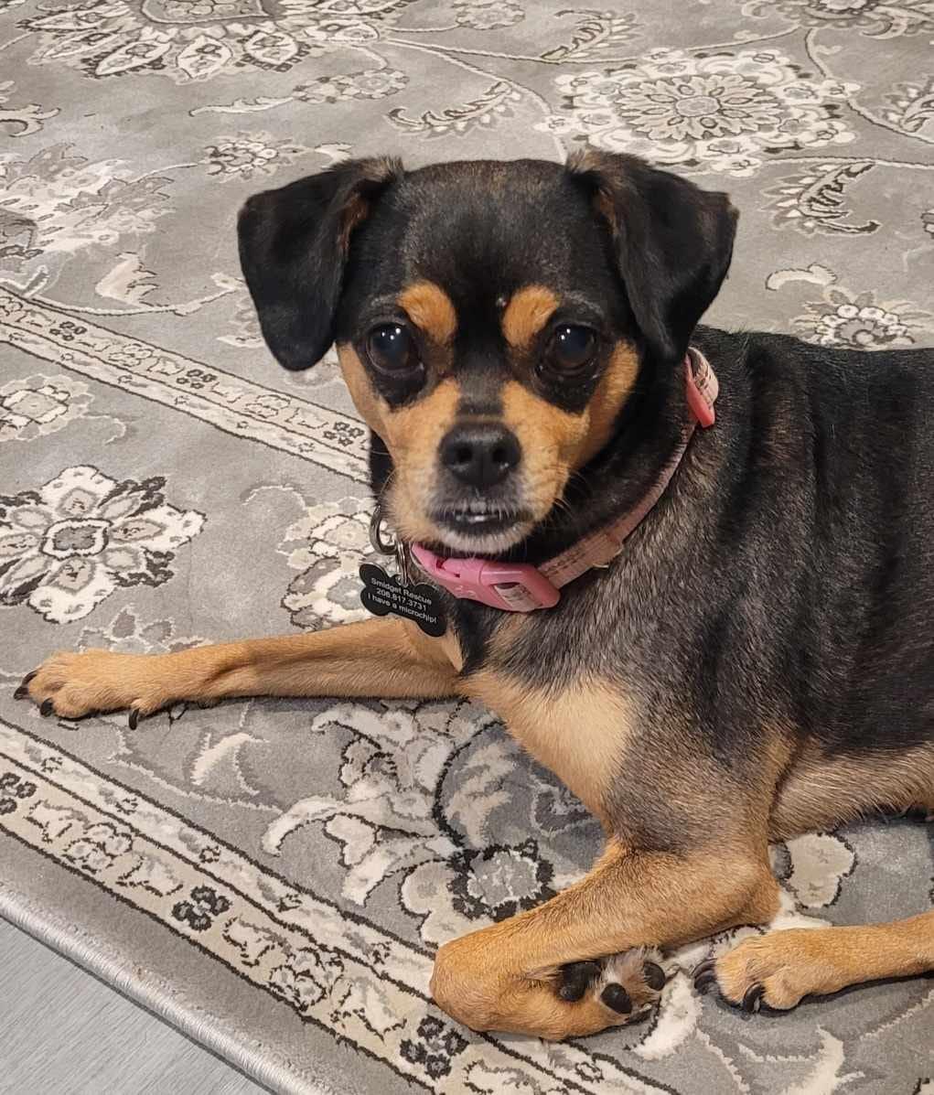 Tully Pug Dog