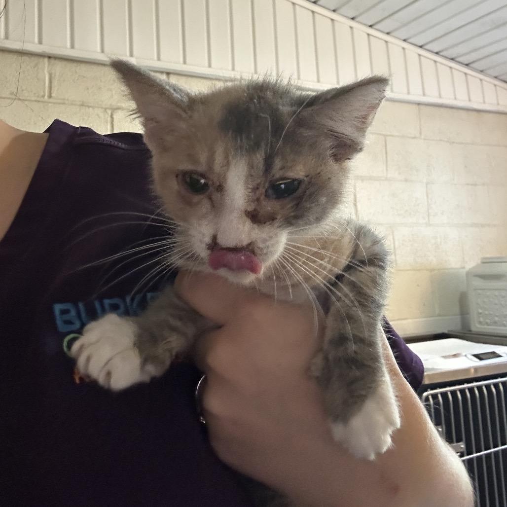 Enlarge Akita, a Adoptable Domestic Short Hair in Morganton, NC image 1/1