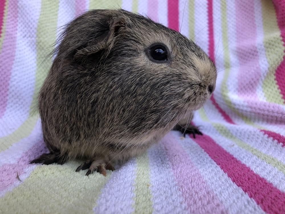 Panorama ( bonded to Joven), a Adoptable Guinea Pig in San Diego, CA image 1/4