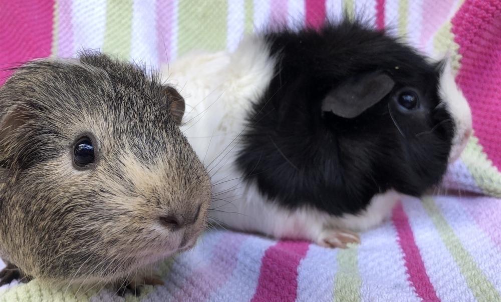 Panorama ( bonded to Joven), a Adoptable Guinea Pig in San Diego, CA image 2/4