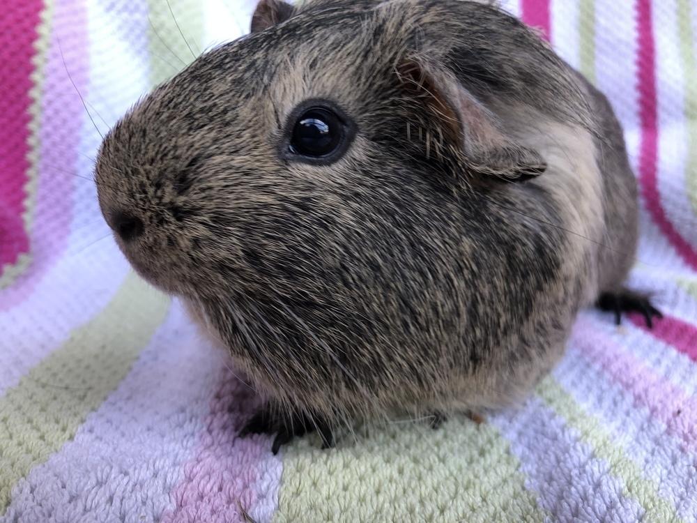 Panorama ( bonded to Joven), Adoptable, Adult Female Guinea Pig.