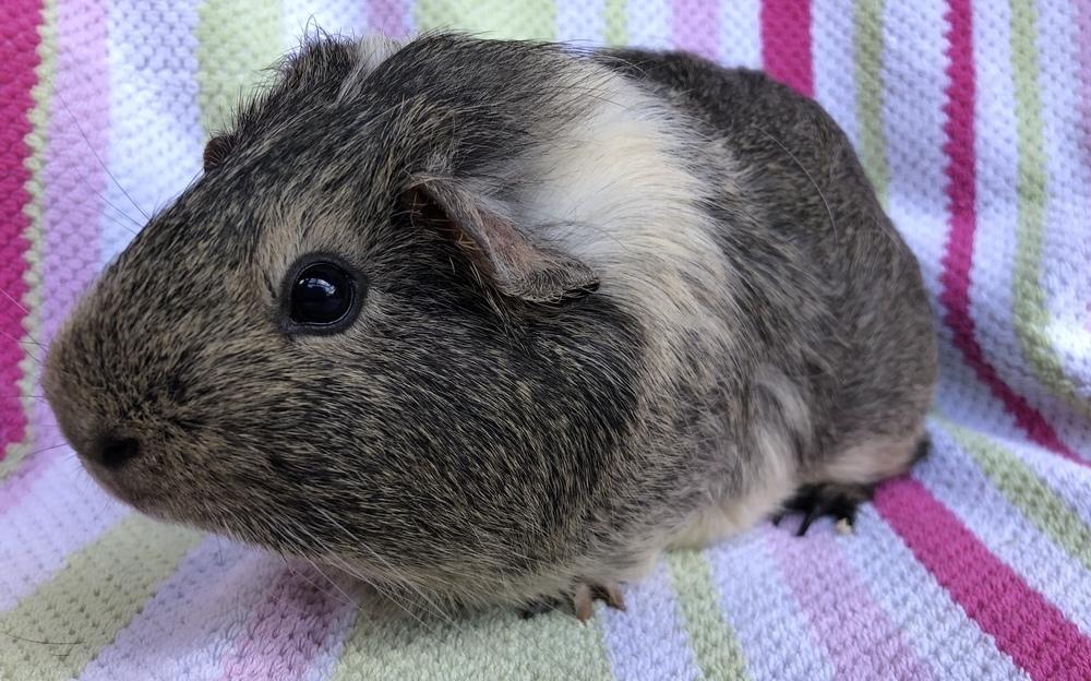 Panorama ( bonded to Joven), Adoptable, Adult Female Guinea Pig.