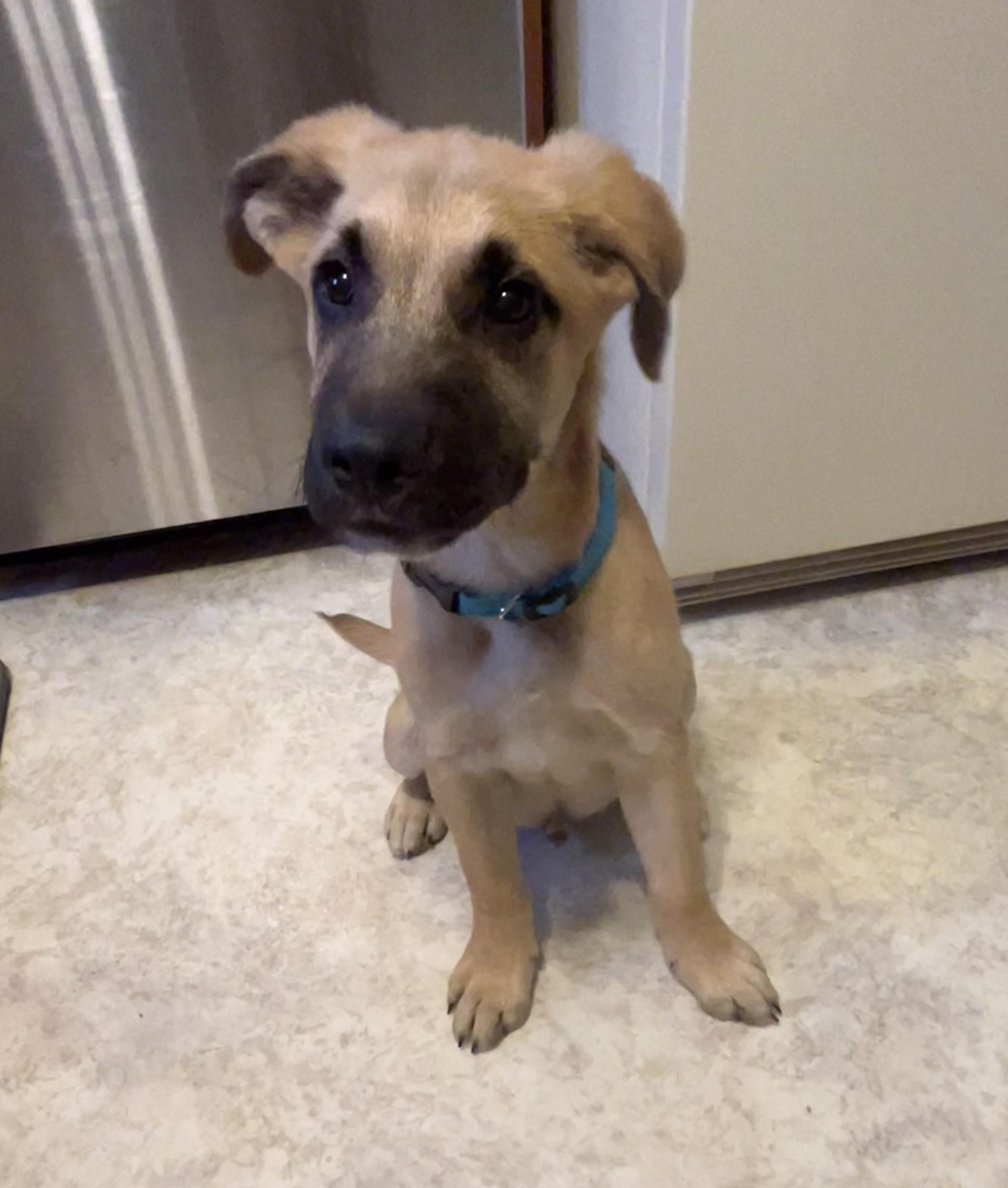 Apollo, an adopted mixed breed in Stevensville, MI image 2/3