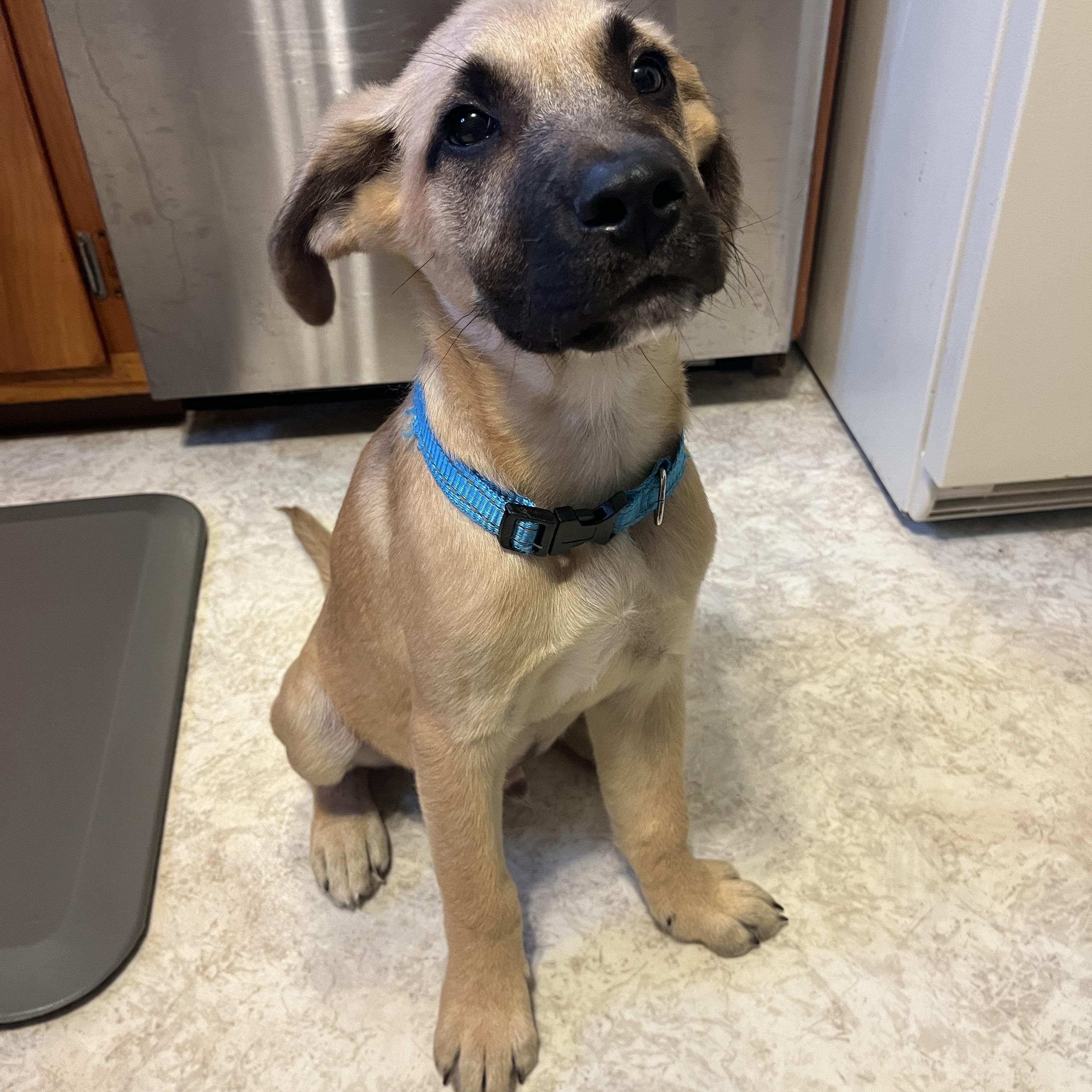 Apollo, an adopted mixed breed in Stevensville, MI image 1/3