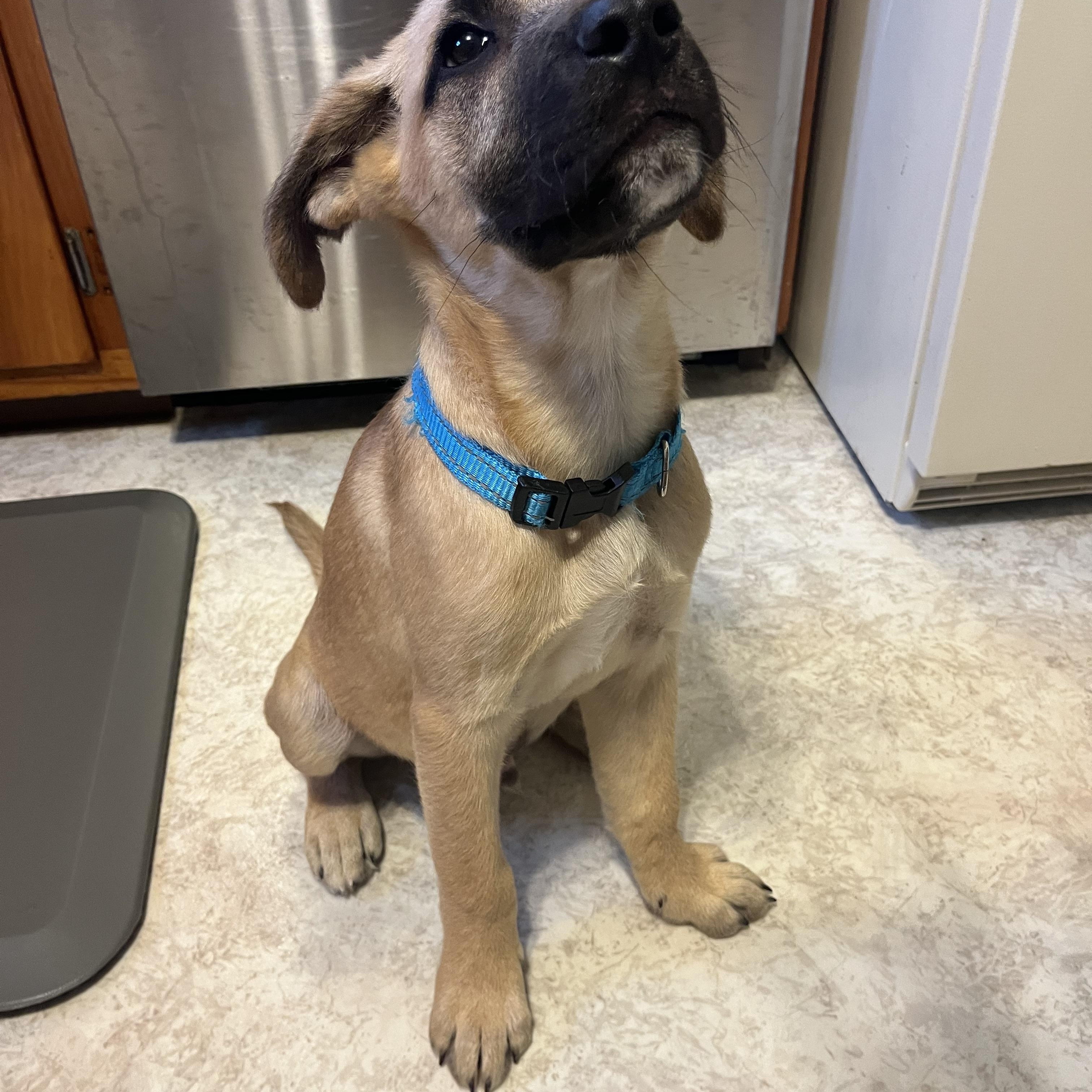 Apollo, an adopted mixed breed in Stevensville, MI image 3/3