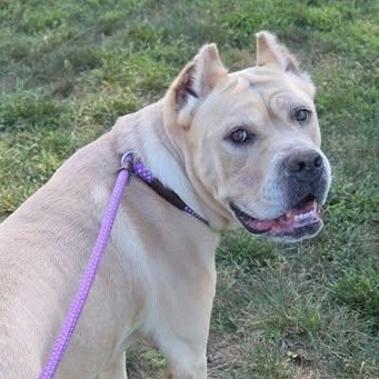 Enlarge 26-01513 CELINE, a Adoptable Cane Corso in Fredericksburg, VA image 1/2