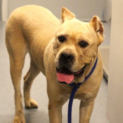 Enlarge 26-01513 CELINE, a Adoptable Cane Corso in Fredericksburg, VA image 2/2