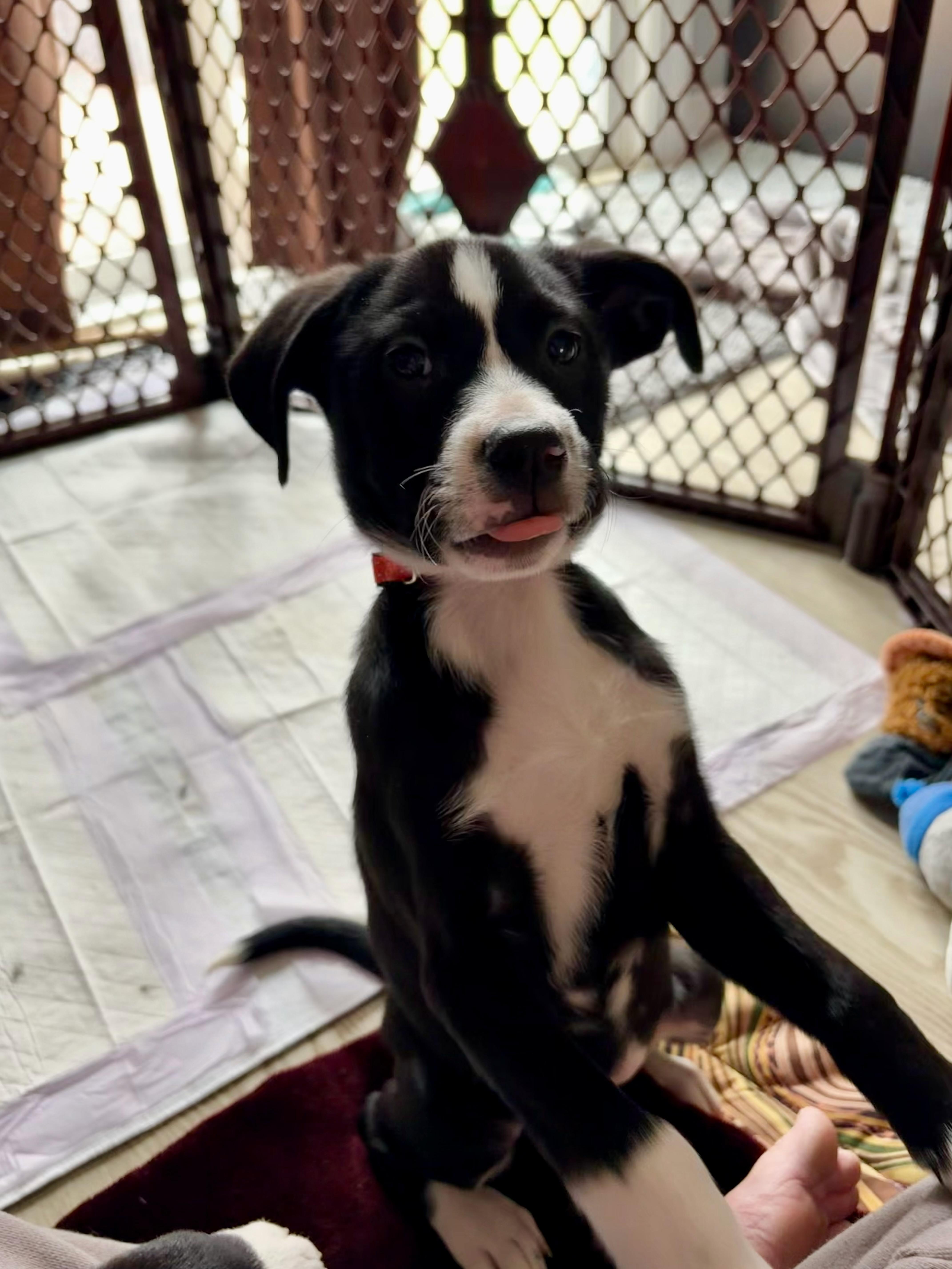 Enlarge Carrot , a Adoptable mixed breed in Seville, OH image 2/4