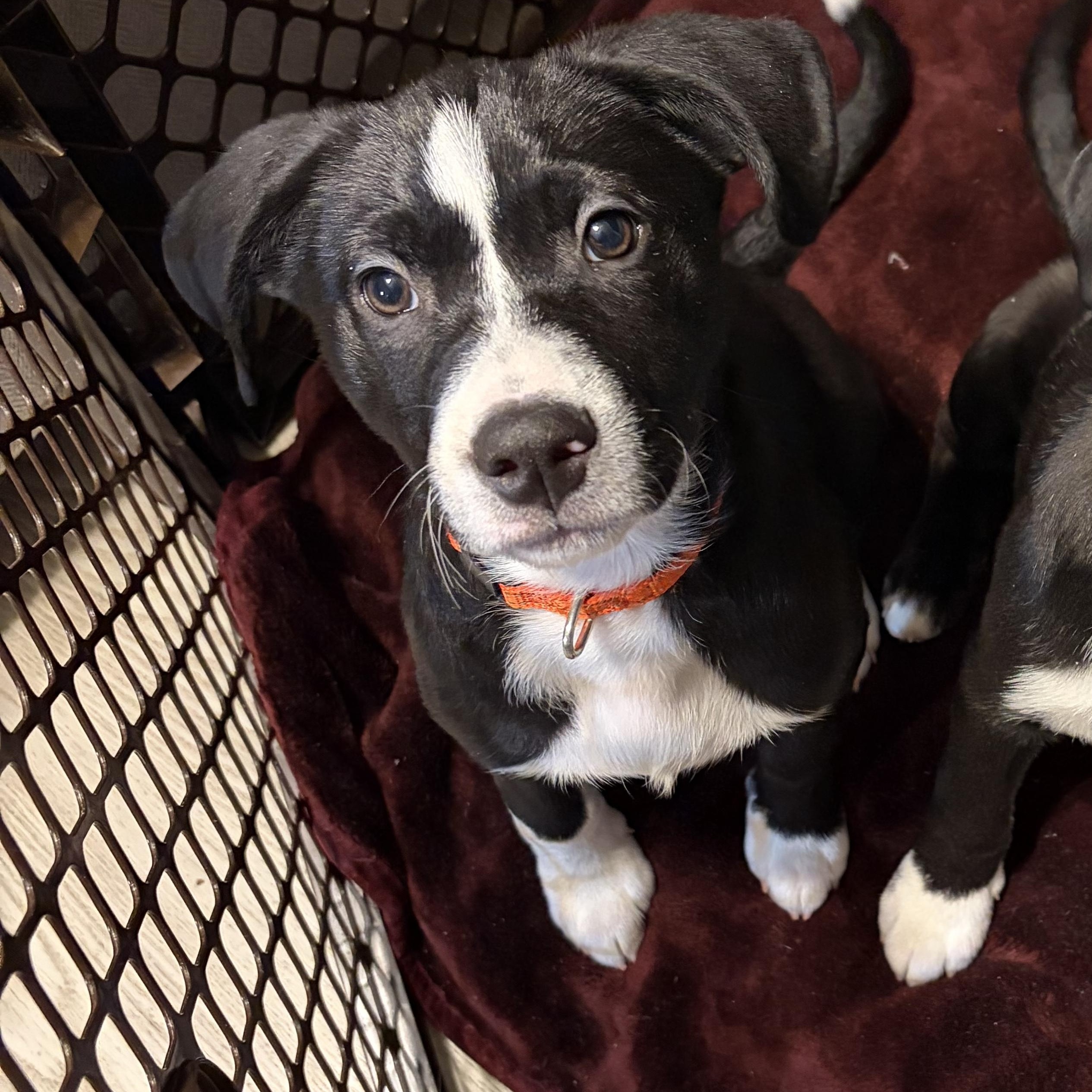 Enlarge Carrot , a Adoptable mixed breed in Seville, OH image 1/4