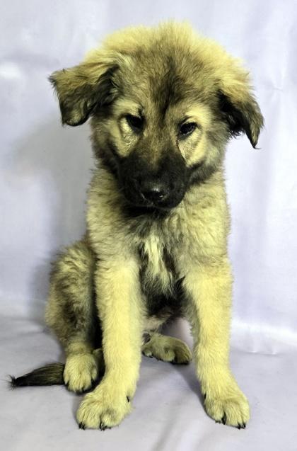 Enlarge Orso, a Adoptable mixed breed in Morton Grove, IL image 1/3