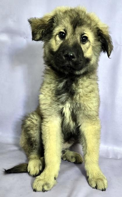 Enlarge Orso, a Adoptable mixed breed in Morton Grove, IL image 2/3