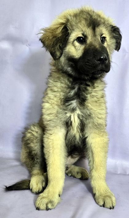 Enlarge Orso, a Adoptable mixed breed in Morton Grove, IL image 3/3