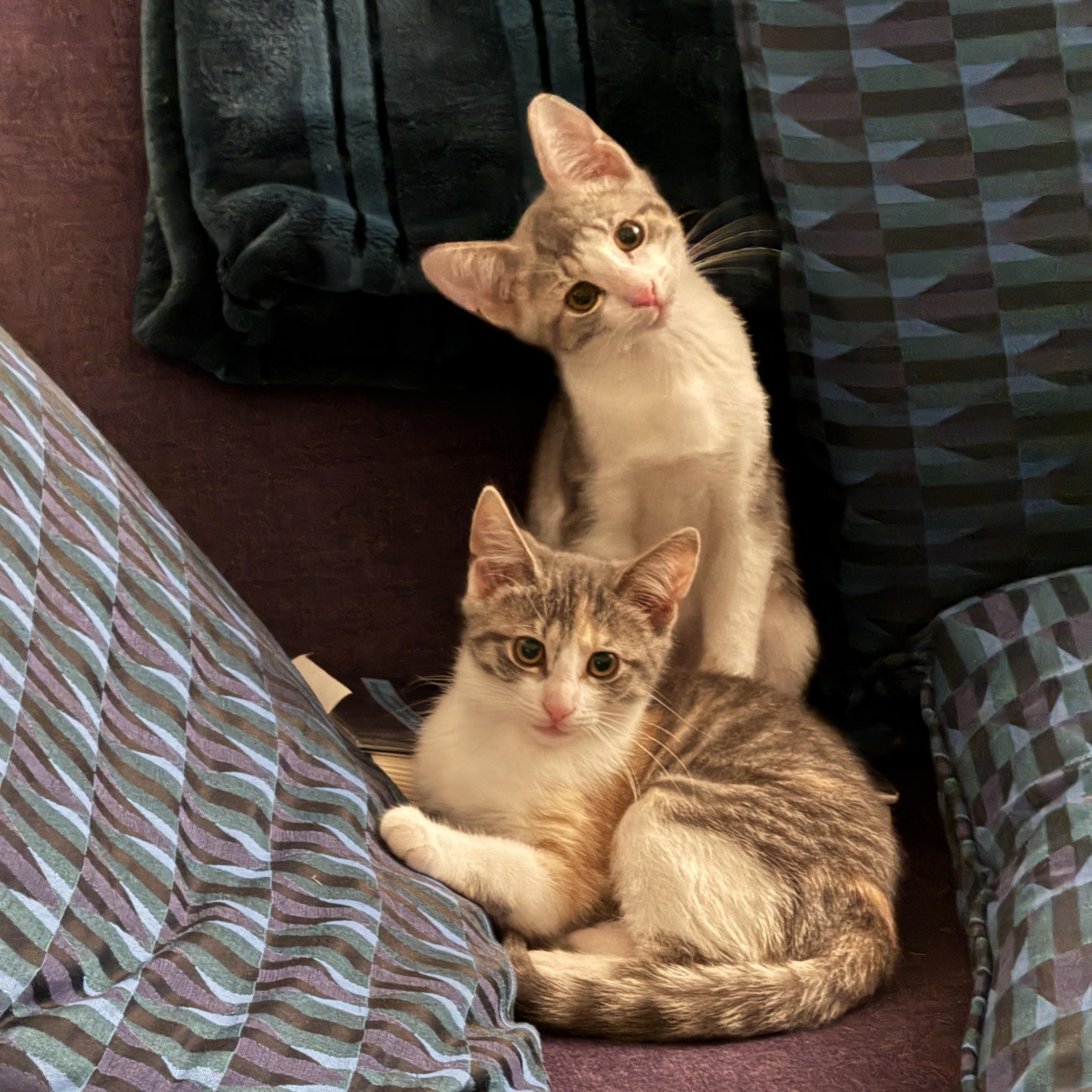 Sundance (m) & Cassidy (f), ADOPTABLE, Kitten Male Domestic Short Hair.