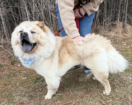 Boswell, a Adoptable mixed breed in Virginia Beach, VA image 2/2