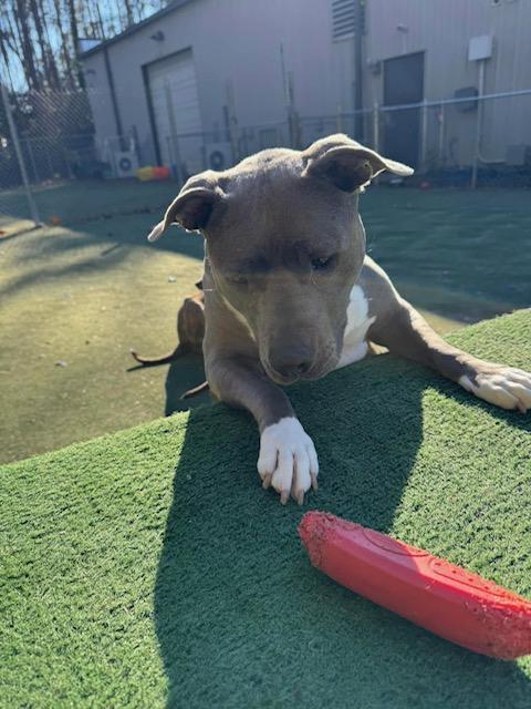 Enlarge Waffles, a Adoptable mixed breed in Charlotte, NC image 5/5