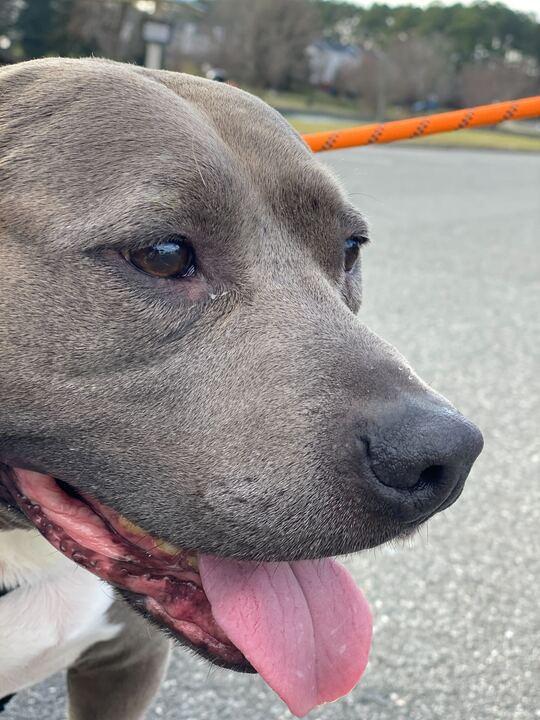 Enlarge Waffles, a Adoptable mixed breed in Charlotte, NC image 1/5