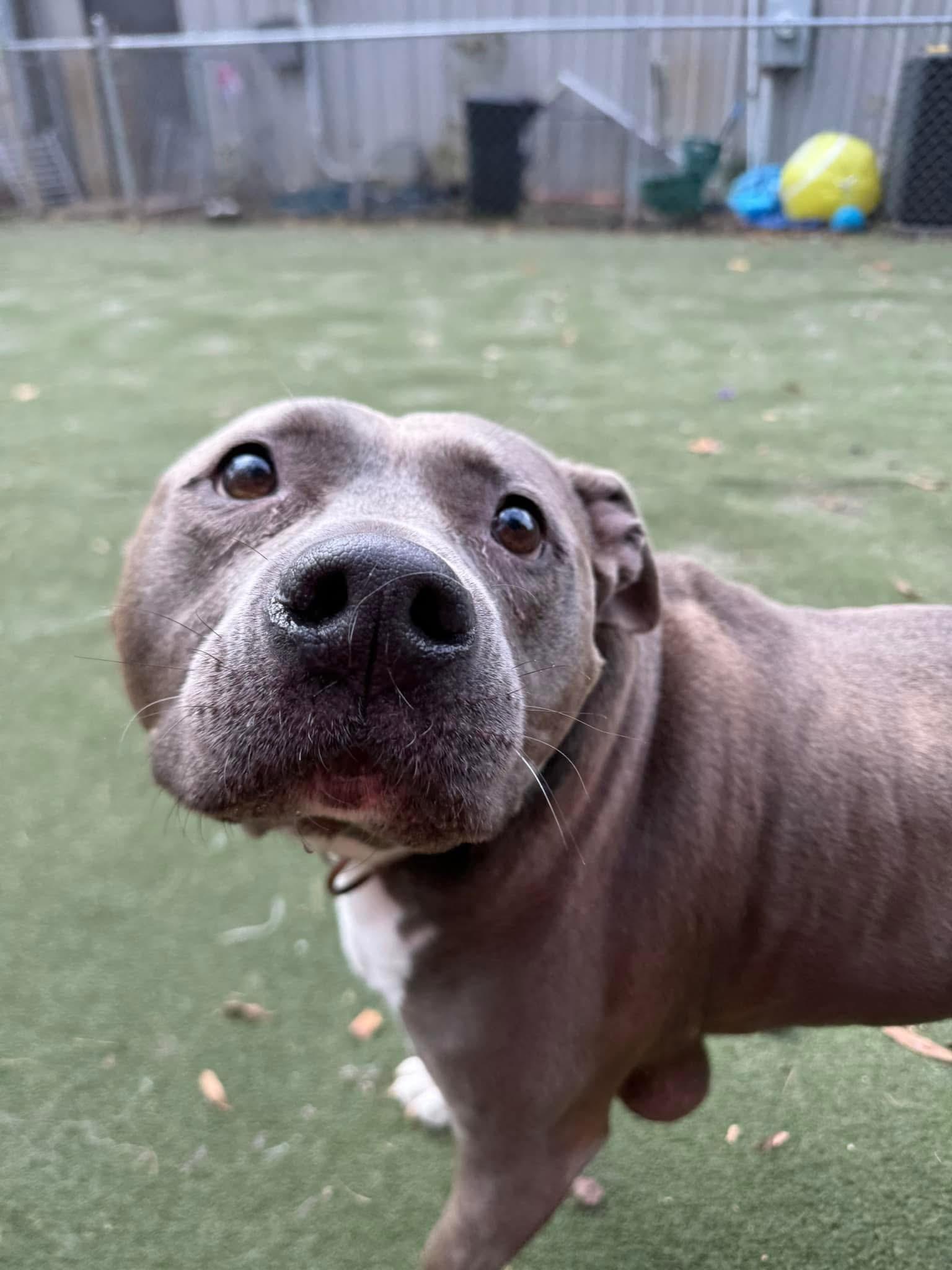 Enlarge Waffles, a Adoptable mixed breed in Charlotte, NC image 4/5