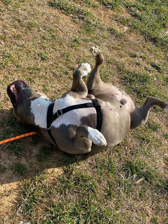 Enlarge Waffles, a Adoptable mixed breed in Charlotte, NC image 2/5