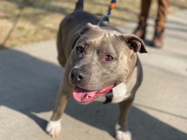Enlarge Waffles, a Adoptable mixed breed in Charlotte, NC image 3/5