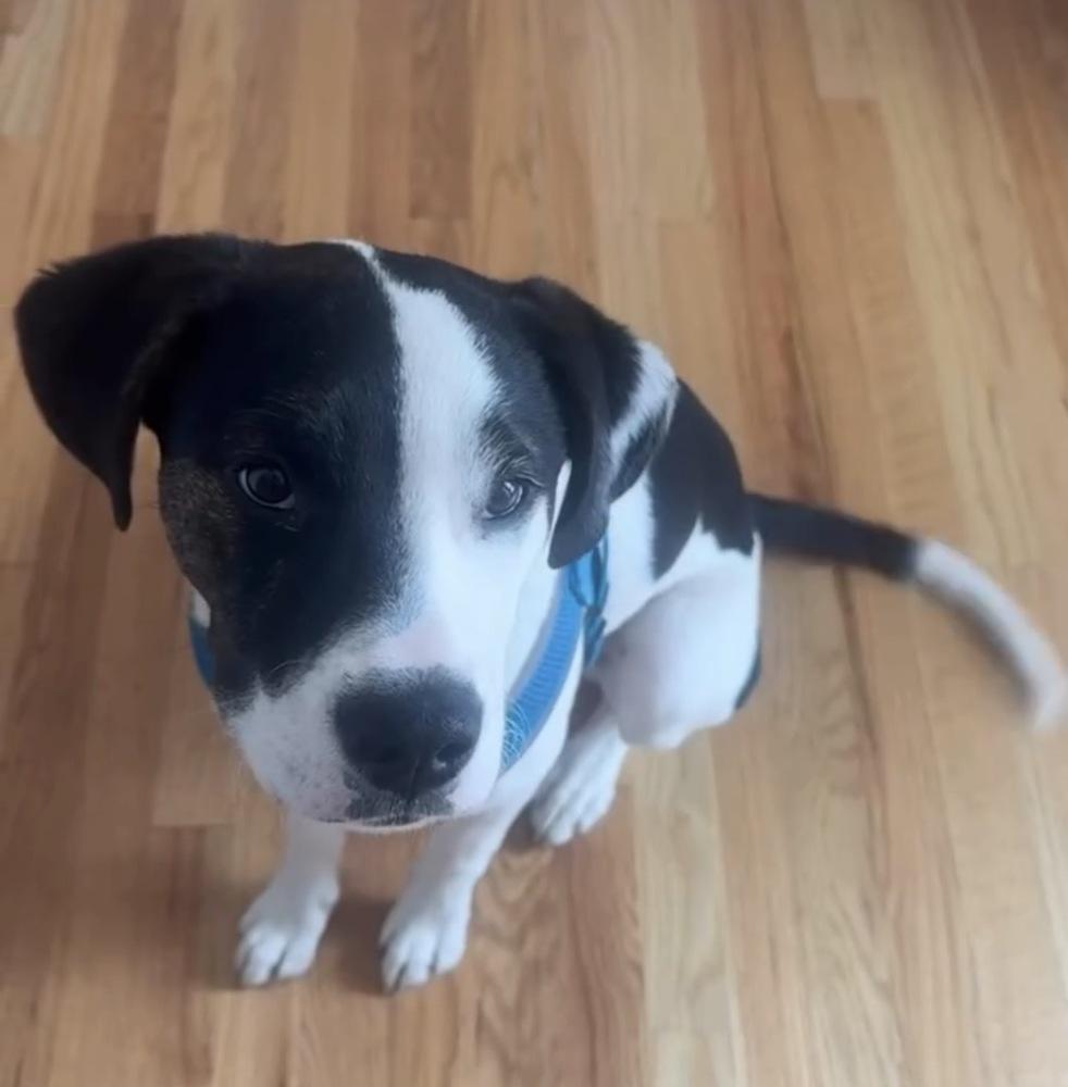 Oscar, a ADOPTABLE mixed breed in Commerce City, CO image 2/6