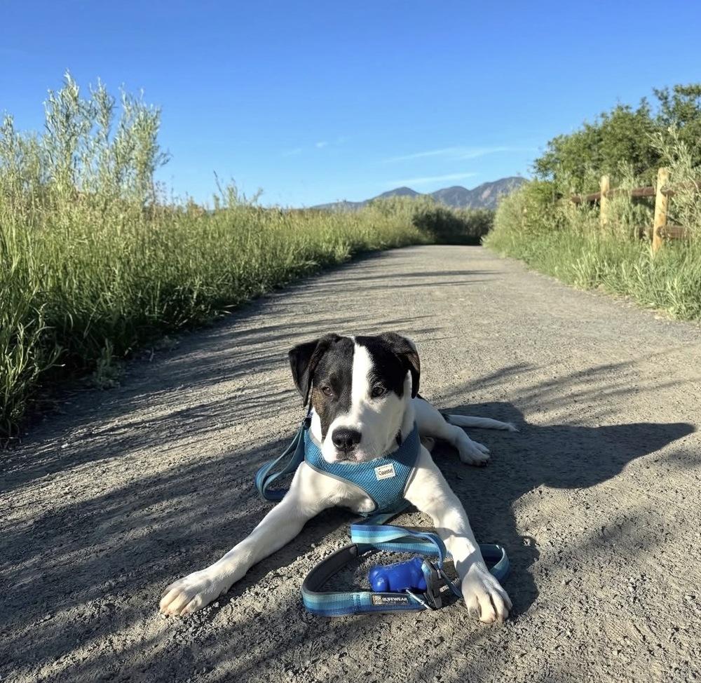 Oscar, ADOPTABLE, Young Male Labrador Retriever.