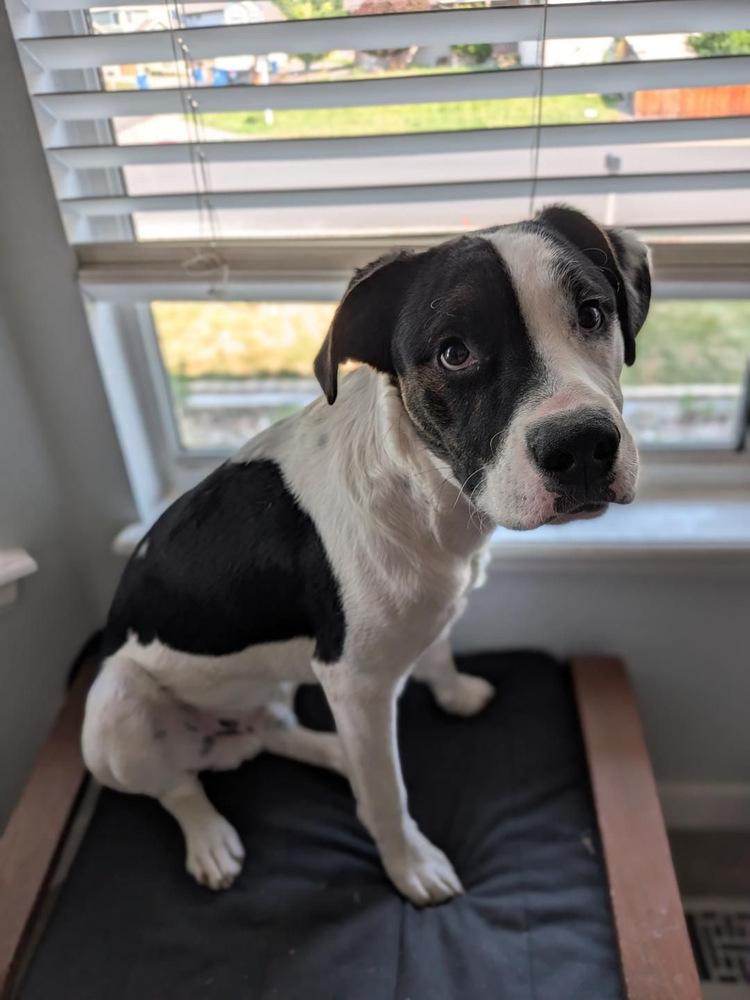 Oscar, a ADOPTABLE mixed breed in Commerce City, CO image 4/6
