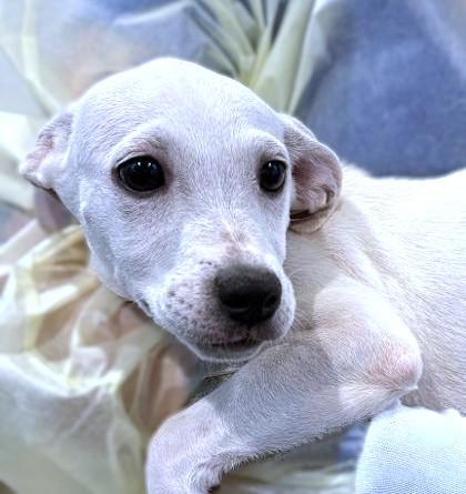 Mulan, Adoptable, Puppy Female Chihuahua & Mixed Breed.
